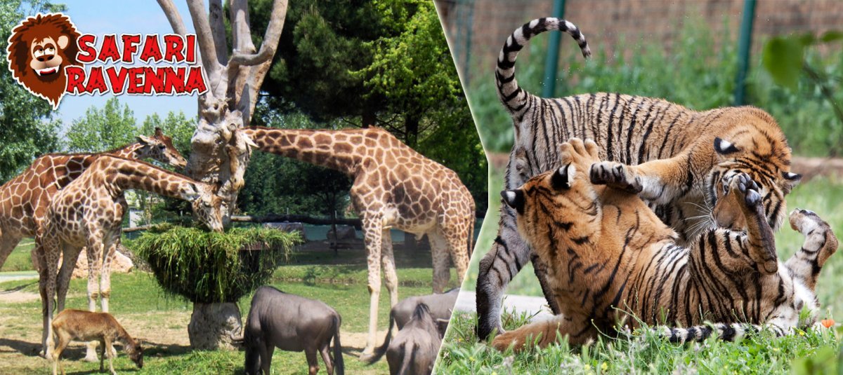 Zoo Safari Ravenna