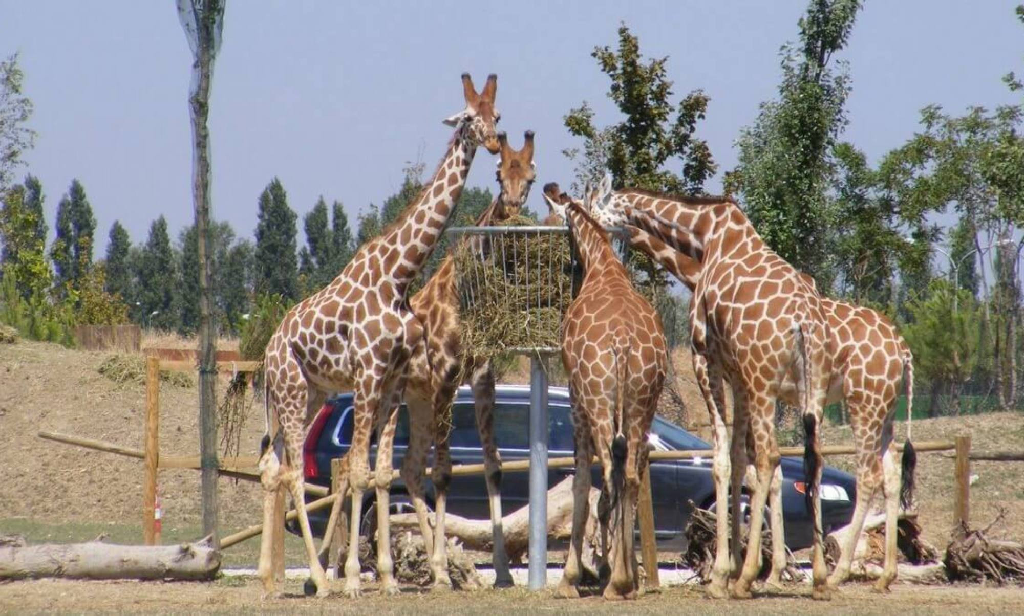 media.1738936005_zoo-safari-ravenna-giraffe_(1)